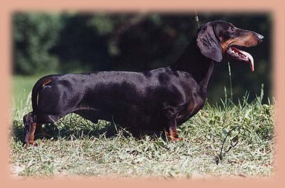 Kantri Park's G'amilkar | Dachshund 