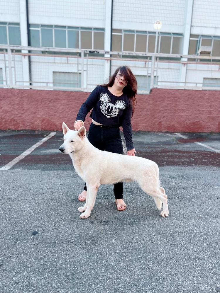 Eron Raised by Wolves | White Swiss Shepherd Dog 