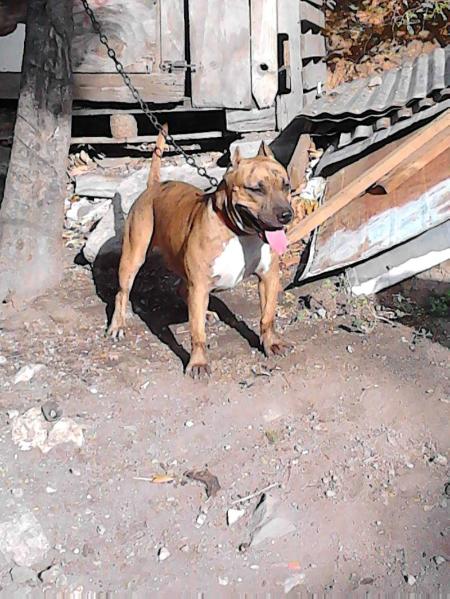 Kcb voodoo | American Pit Bull Terrier 