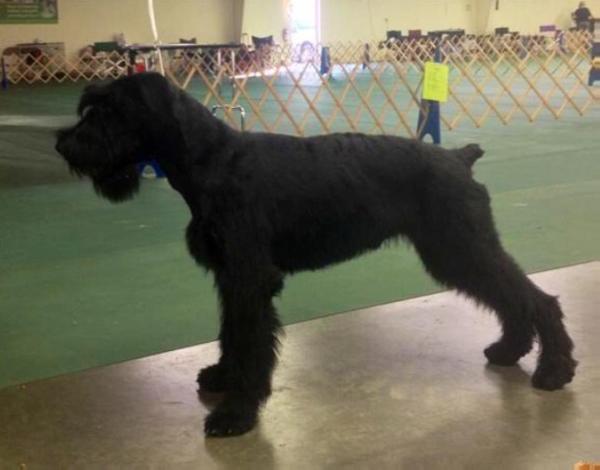 Ferenginar'S armin | Giant Schnauzer 