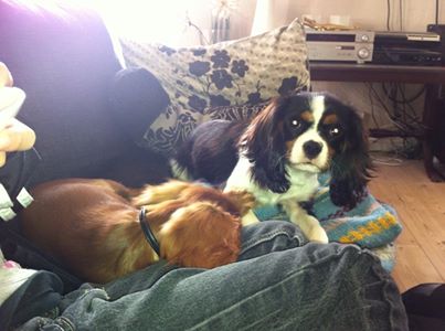 Honey-Luna de la Forêt de Caberg | Cavalier King Charles Spaniel 