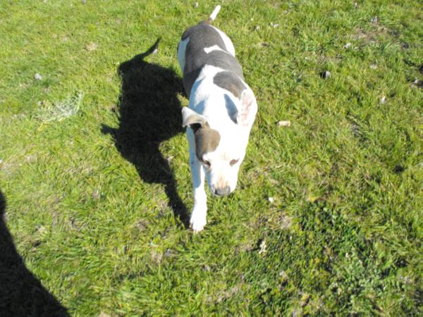 Missccpoz china doll | American Staffordshire Terrier 