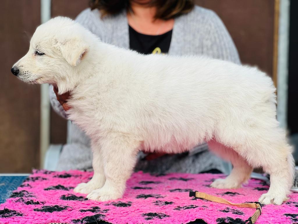 Marry me vom Sutumer Grund | White Swiss Shepherd Dog 