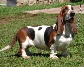 Mell de Mondpartner | Basset Hound 