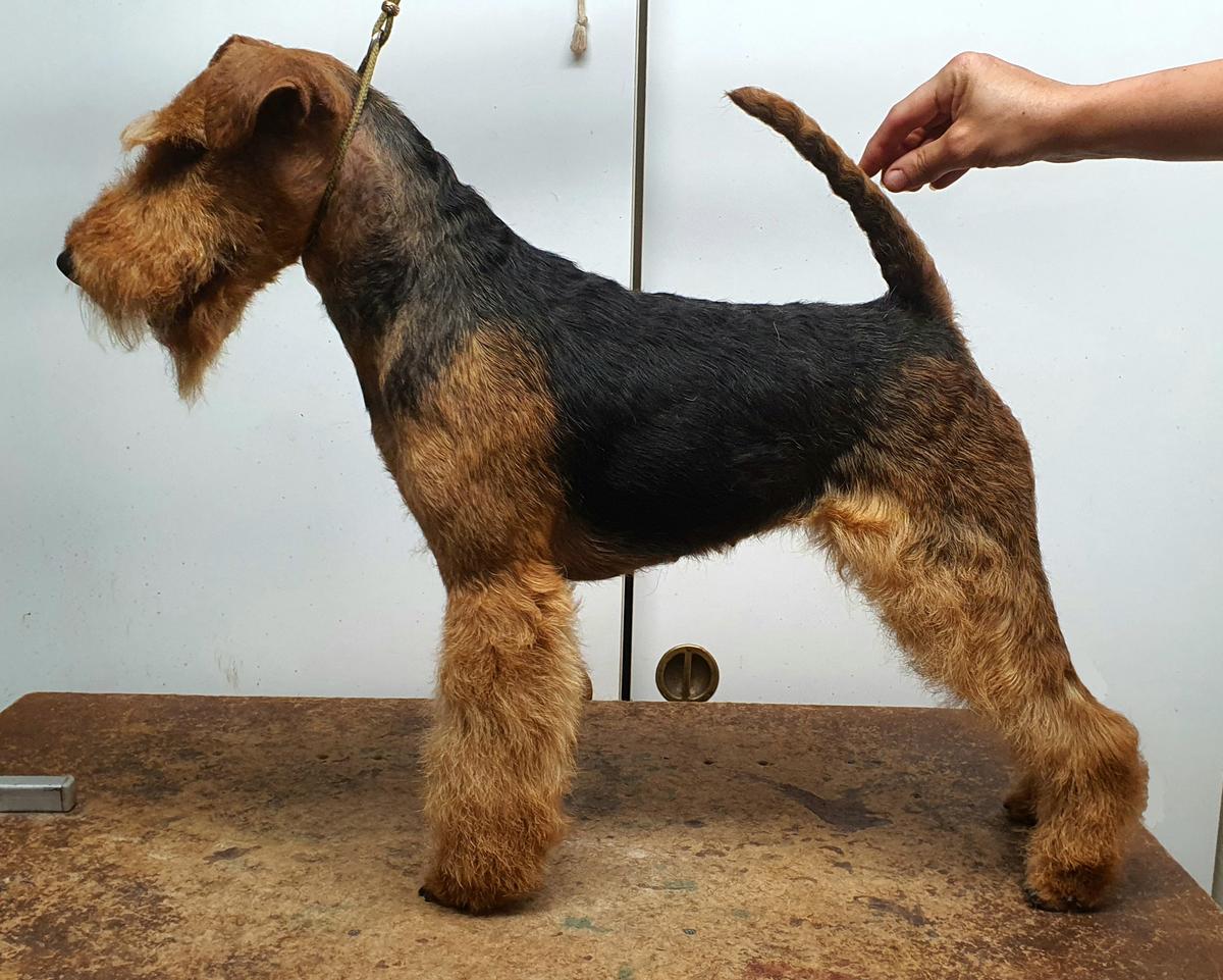 Whiskey od Guvernéra | Welsh Terrier 