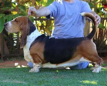 Big Long Blues Charlles | Basset Hound 