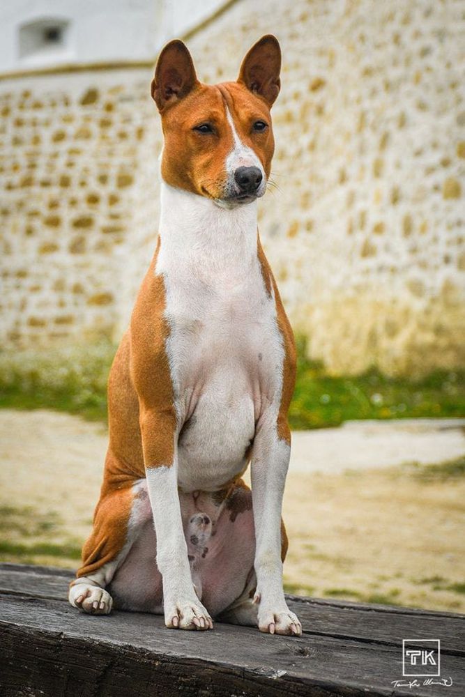 Kingwanas QUIZMASTER | Basenji 