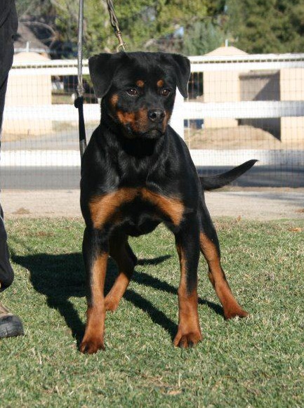 Gina vom guerrero | Rottweiler 