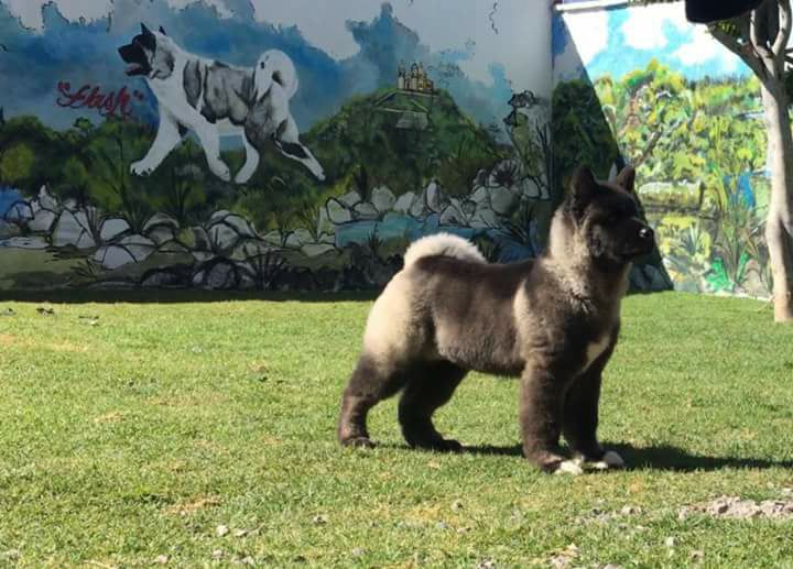 Kicani Golfo (Lardizabal) | Akita 