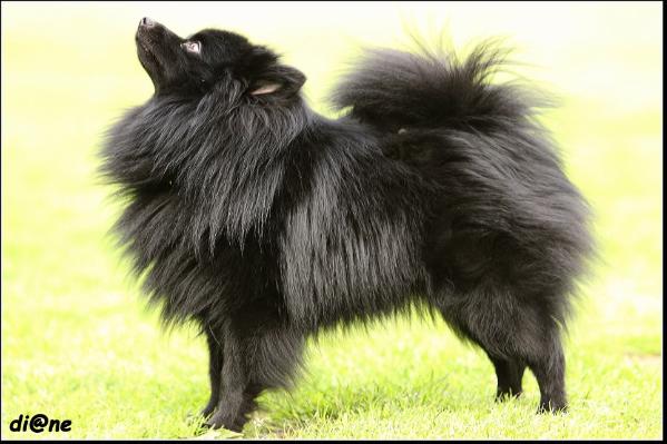 Yambo vom Tor zum Sauerland | German Spitz 