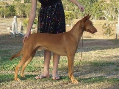 vicoridge causin chaos | Pharaoh Hound 