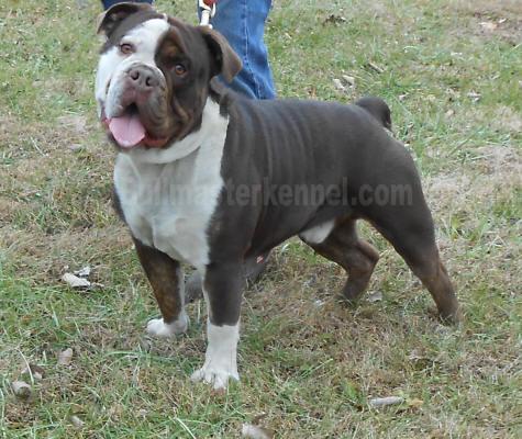 Hewlett's Bosco of Bullmasters | Olde English Bulldogge 