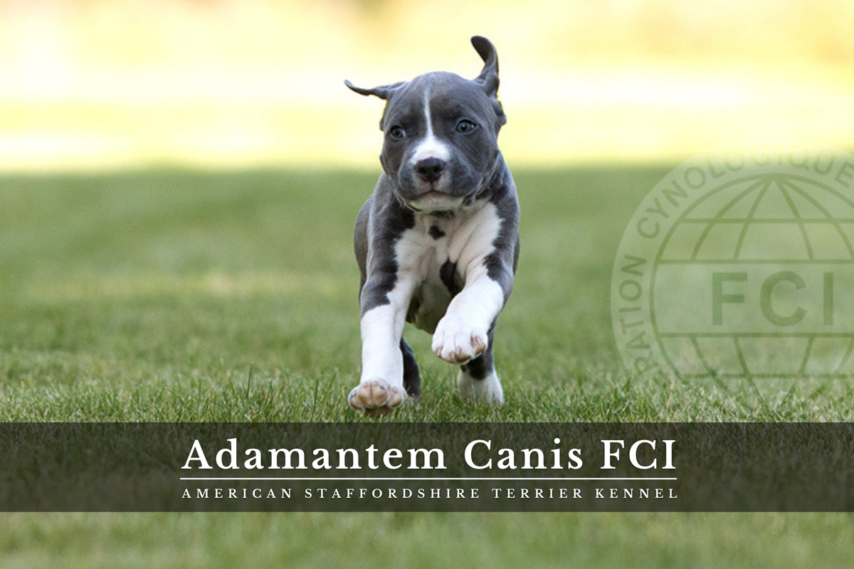 Adamantem Canis RISING MOONSTONE | American Staffordshire Terrier 