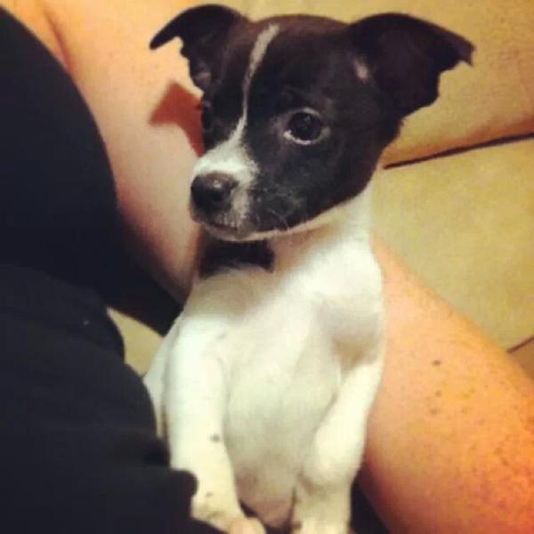 Marvin | Rat Terrier 