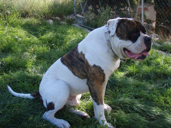 Jay's Bull Forty | American Bulldog 