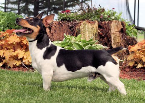 Aspen's Boot Scootn' Rodeo @ ARK | Teddy Roosevelt Terrier 