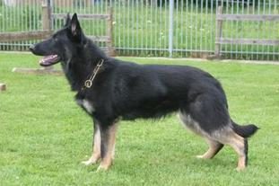Gräfin vom Gimpelwald | German Shepherd Dog 