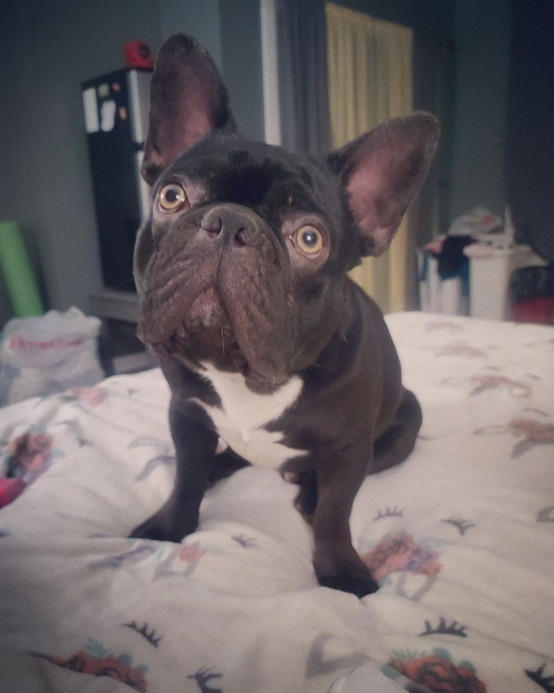 WYBs He Wants You Too Malachai of RF | French Bulldog 