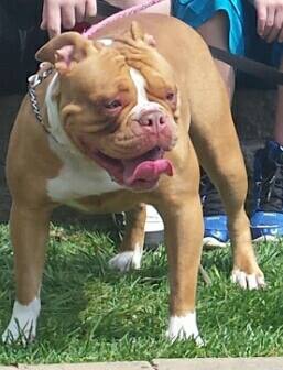 Jude O'Chopps of DWK | Olde English Bulldogge 