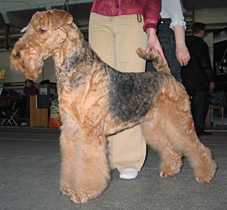 Quick Fly Falcrum | Airedale Terrier 