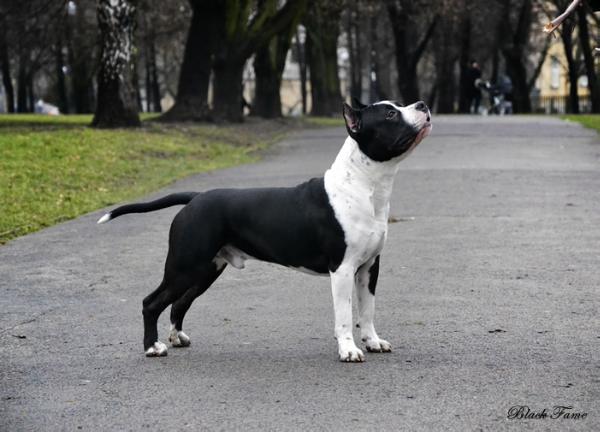 ARGO THE PRINCE OF Black Fame | American Staffordshire Terrier 