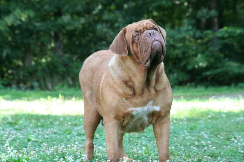 Babette Kwan De la seigneurie des chartrons | Dogue de Bordeaux 