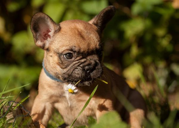 the little rascals After Eight | French Bulldog 