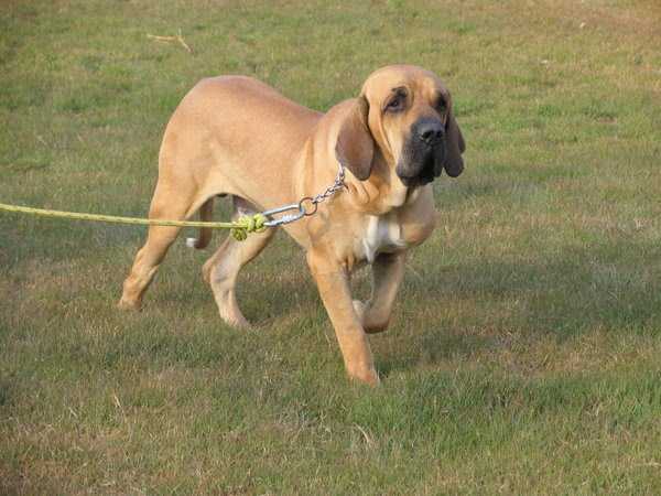 Apache Filas de Fazenda | Fila Brasileiro 