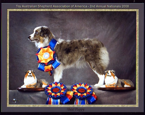Dreamland Paisley Blue Of Alta | Australian Shepherd 