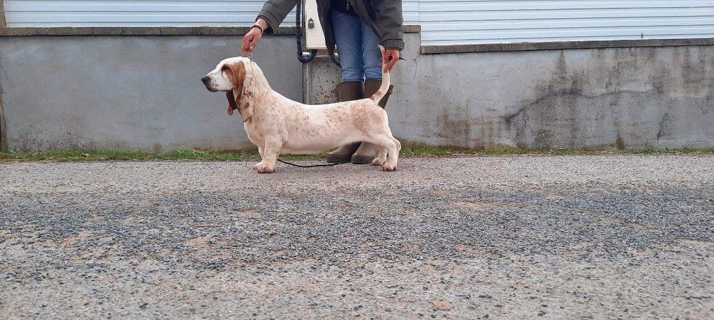 S'revolution du Cercle de Lema | Basset Hound 