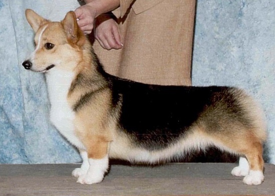 Wendt Worth In The Clear At Kalypso | Pembroke Welsh Corgi 