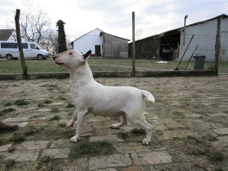 YUPPI BOY FIGHTING ANGELS | Bull Terrier 