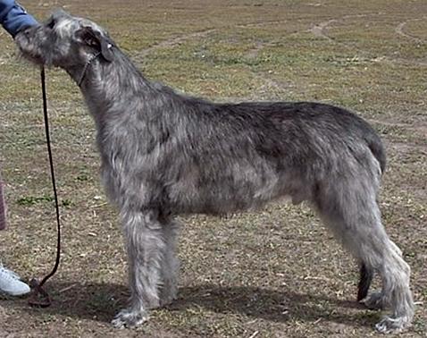 Lochbay Jordan of Sedgemoor | Irish Wolfhound 