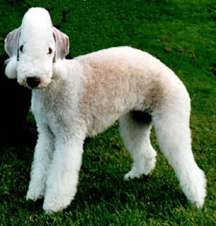 TOP MIX QUIET SANDFLOWER | Bedlington Terrier 