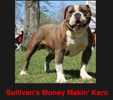 Sullivans Money Maker Kero | Olde English Bulldogge 