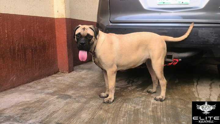 BEAUTY OF ELITE KENNEL | Bullmastiff 