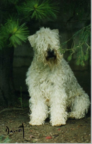 Wheaten Rebel's Bagheera Lass | Soft Coated Wheaten Terrier 