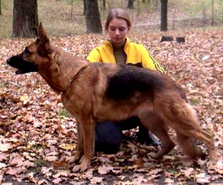 Gambia | German Shepherd Dog 