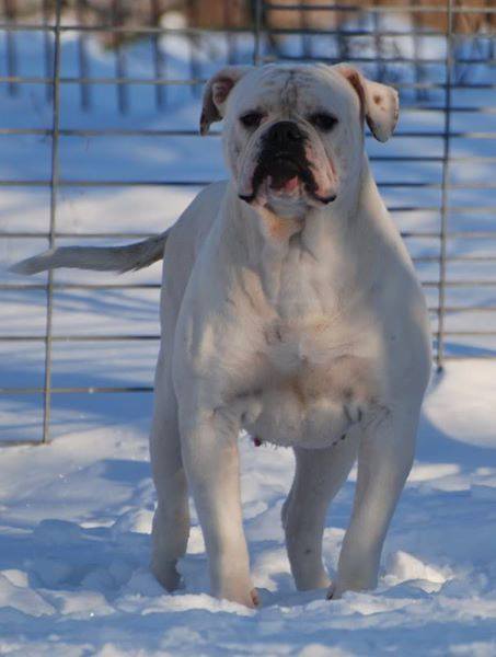 Ostergaard's B-Horn | American Bulldog 