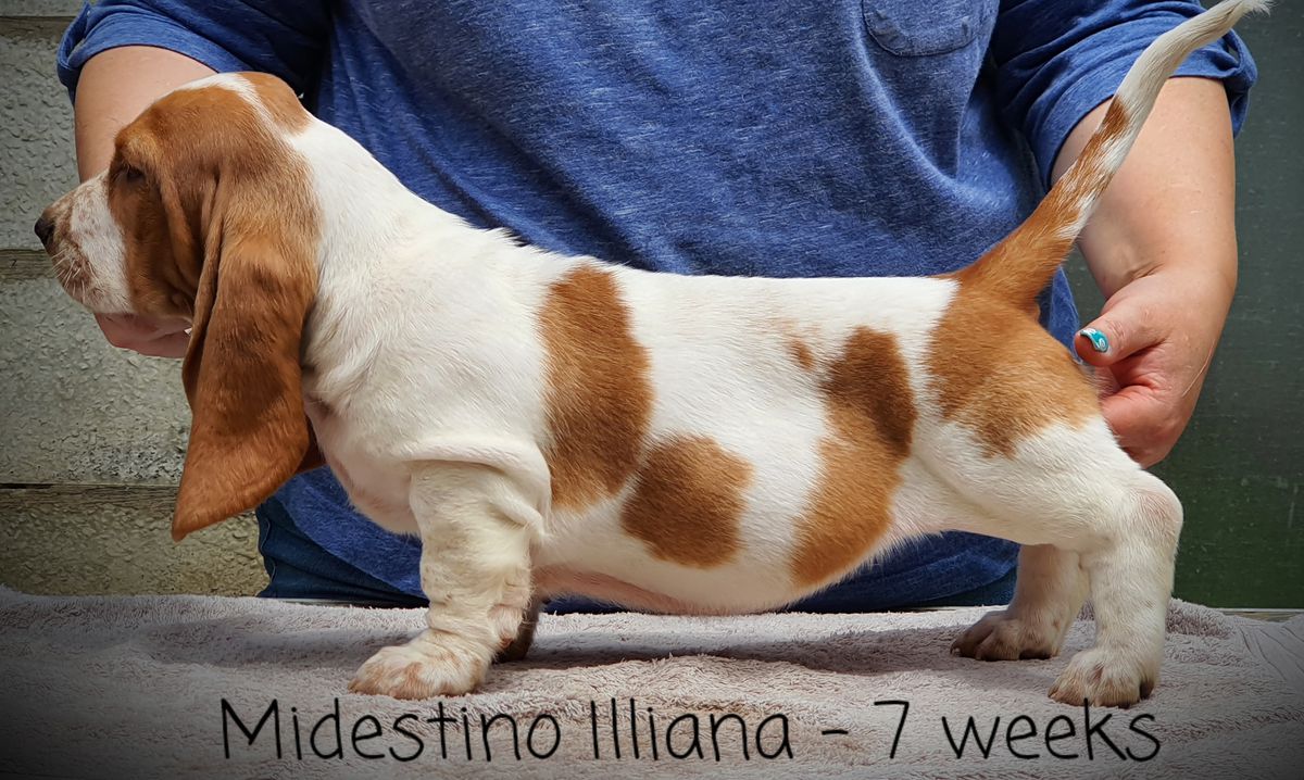 Midestino Illiana | Basset Hound 