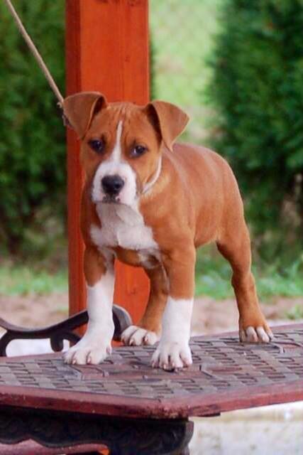 Rank Among The Best Barbarian | American Staffordshire Terrier 