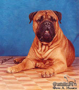 Westend Boy vom Frankental | Bullmastiff 