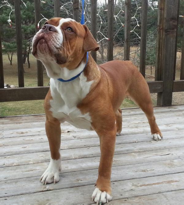 Tenacious B Kennel's Jack | Olde English Bulldogge 