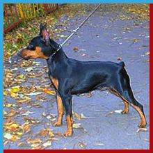 SLAVJANKA KALINKA | Miniature Pinscher 