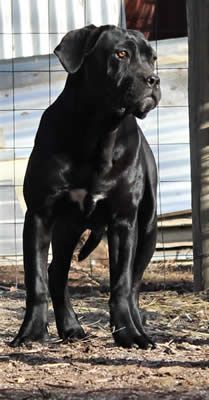 DDDawgs Alcina | Cane Corso 