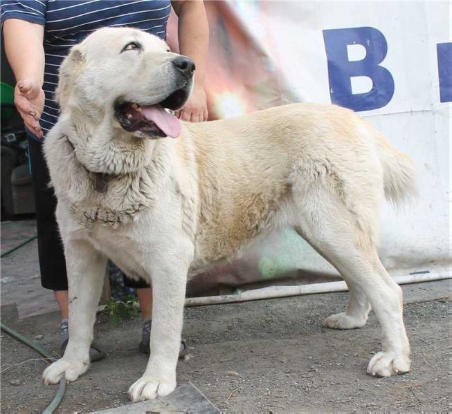 Santan Mamay Ganzha II | Central Asian Shepherd Dog 