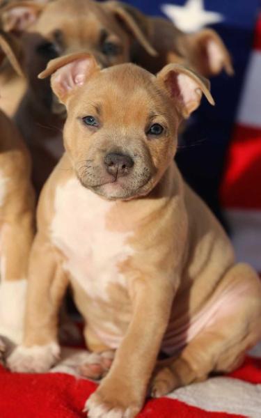 Lanta | American Staffordshire Terrier 