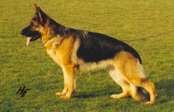 Gracia von der Wienerau | German Shepherd Dog 