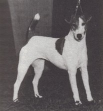 Flornell Prestonian Jewell | Smooth Fox Terrier 