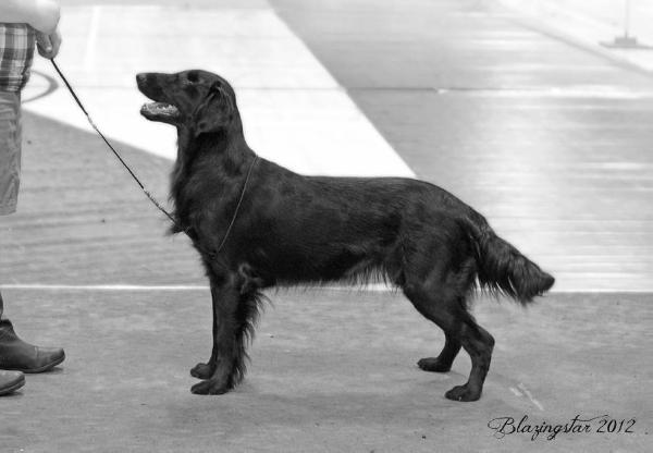 Hopevalley Morning Mist | Flat-Coated Retriever 